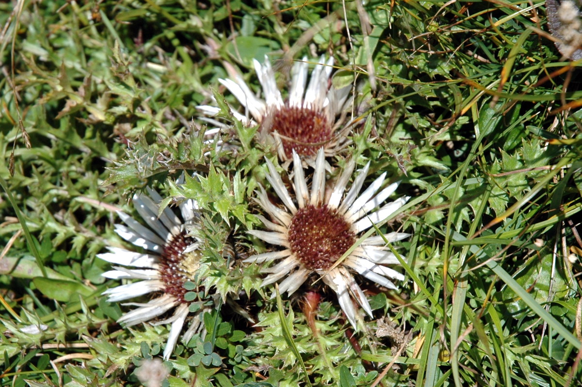 Zilverdistel