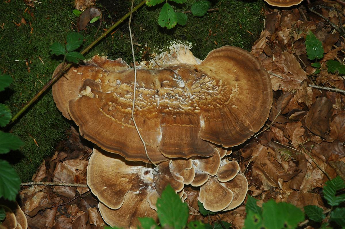 Langs de oevers van de Semois