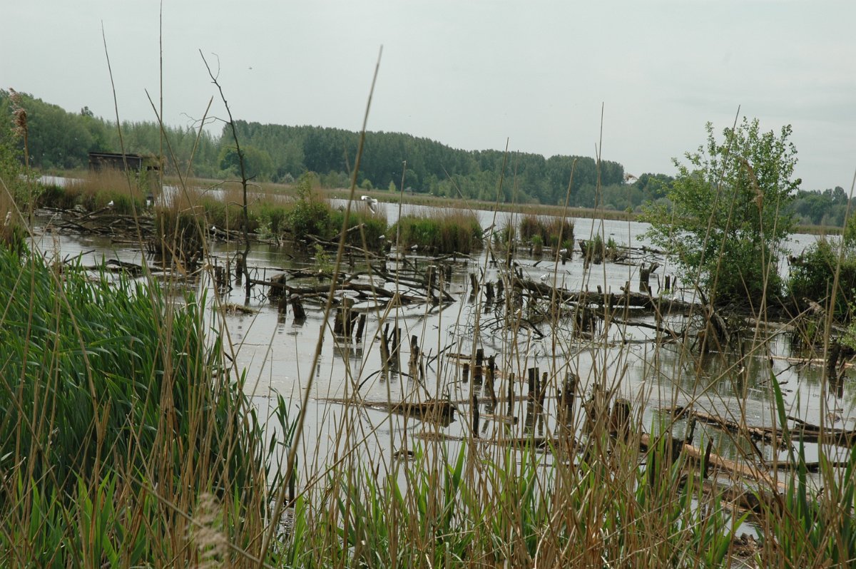 Het Vinne